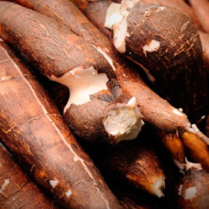 cassava-3