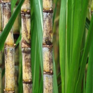 sugar-cane-field-4